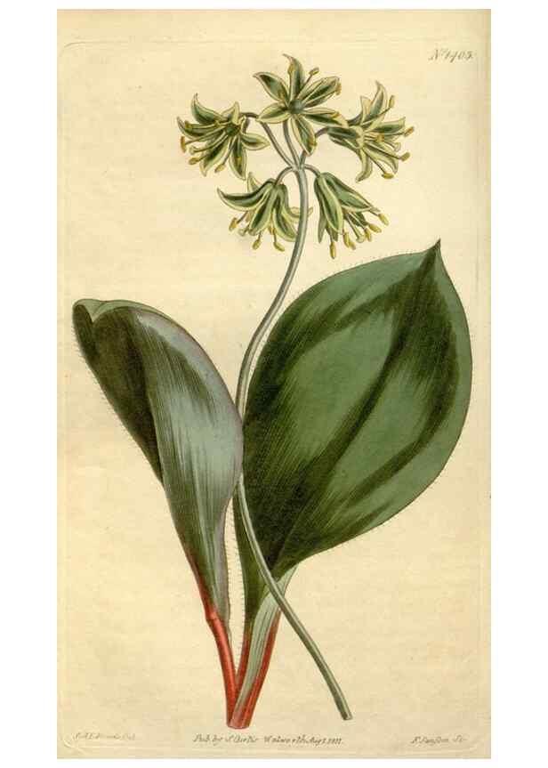 Reproducción/Reproduction 35039462481: Curtis's botanical magazine.. London ; New York [etc.] :Academic Press [etc.]