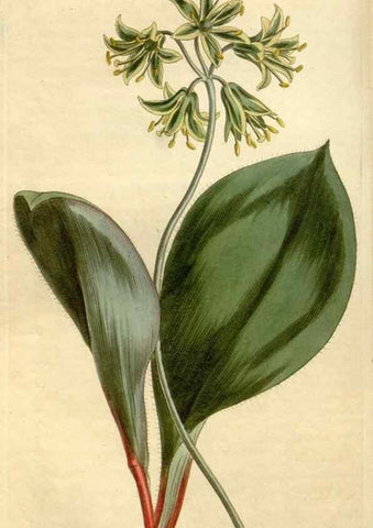 Reproducción/Reproduction 35039462481: Curtis's botanical magazine.. London ; New York [etc.] :Academic Press [etc.]