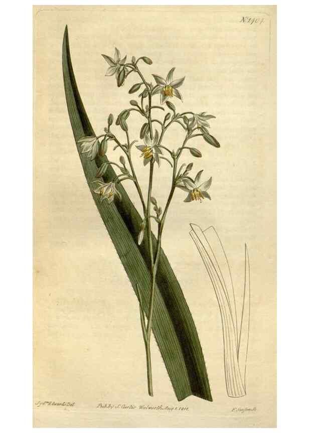 Reproducción/Reproduction 34325255124: Curtis's botanical magazine.. London ; New York [etc.] :Academic Press [etc.]
