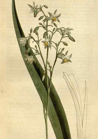 Reproducción/Reproduction 34325255124: Curtis's botanical magazine.. London ; New York [etc.] :Academic Press [etc.]