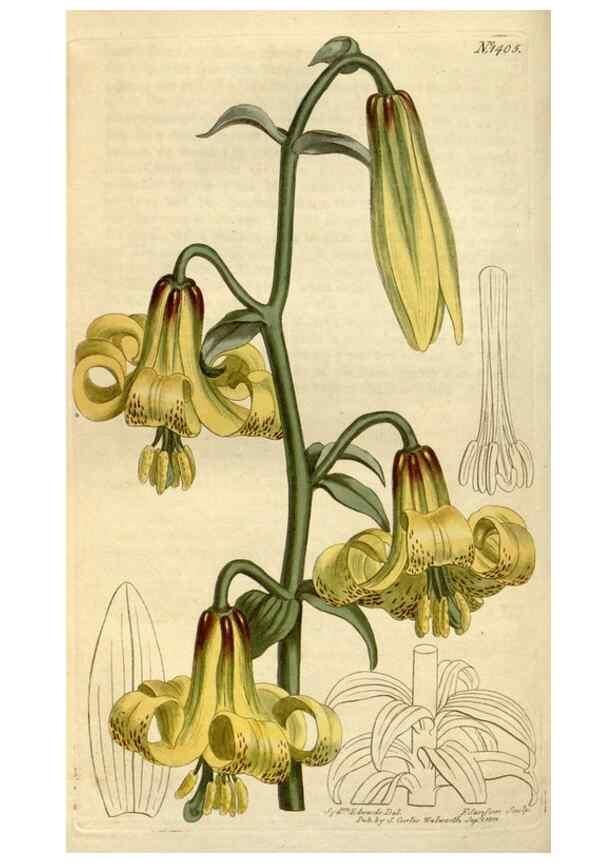 Reproducción/Reproduction 34360628013: Curtis's botanical magazine.. London ; New York [etc.] :Academic Press [etc.]