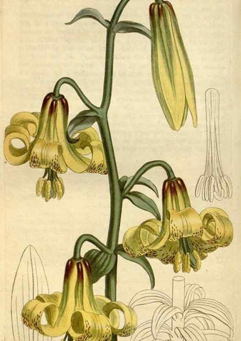 Reproducción/Reproduction 34360628013: Curtis's botanical magazine.. London ; New York [etc.] :Academic Press [etc.]