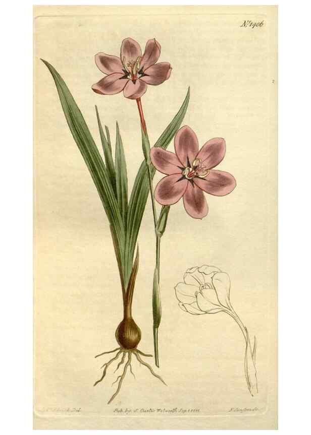 Reproducción/Reproduction 34783673110: Curtis's botanical magazine.. London ; New York [etc.] :Academic Press [etc.]