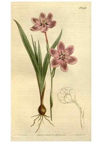 Reproducción/Reproduction 34783673110: Curtis's botanical magazine.. London ; New York [etc.] :Academic Press [etc.]