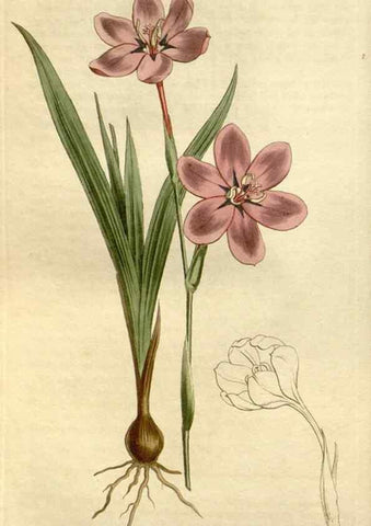 Reproducción/Reproduction 34783673110: Curtis's botanical magazine.. London ; New York [etc.] :Academic Press [etc.]