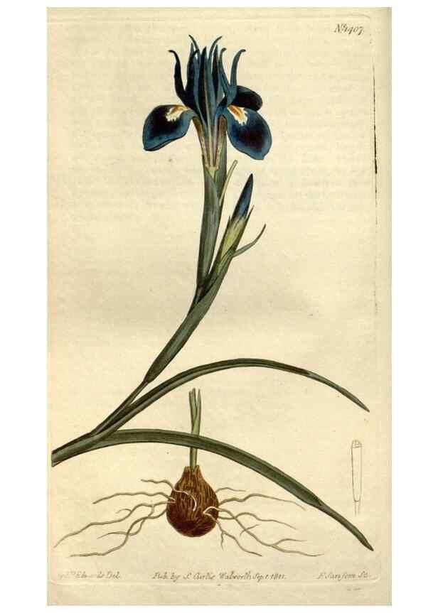 Reproducción/Reproduction 34783675160: Curtis's botanical magazine.. London ; New York [etc.] :Academic Press [etc.]
