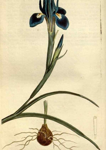 Reproducción/Reproduction 34783675160: Curtis's botanical magazine.. London ; New York [etc.] :Academic Press [etc.]