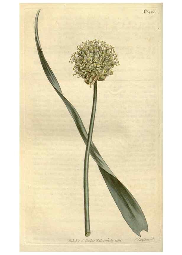 Reproducción/Reproduction 35005300612: Curtis's botanical magazine.. London ; New York [etc.] :Academic Press [etc.]