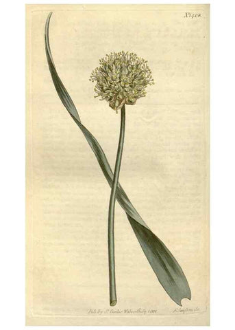 Reproducción/Reproduction 35005300612: Curtis's botanical magazine.. London ; New York [etc.] :Academic Press [etc.]