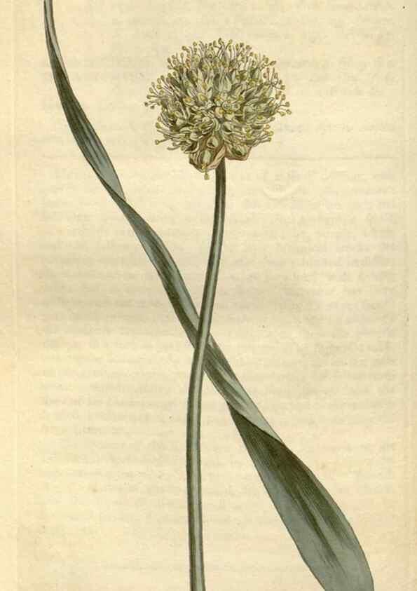 Reproducción/Reproduction 35005300612: Curtis's botanical magazine.. London ; New York [etc.] :Academic Press [etc.]