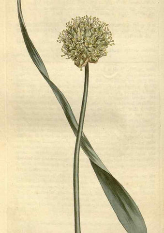 Reproducción/Reproduction 35005300612: Curtis's botanical magazine.. London ; New York [etc.] :Academic Press [etc.]