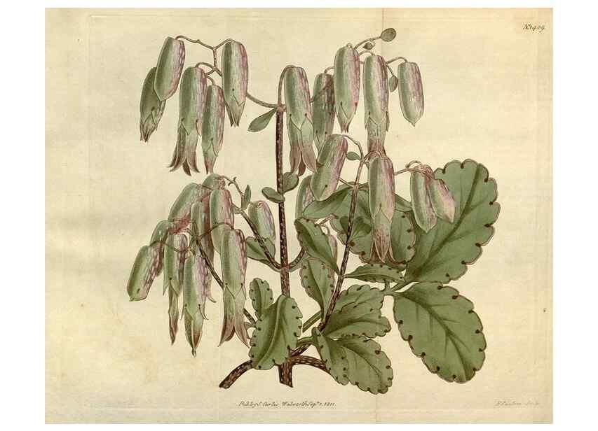 Reproducción/Reproduction 34783679520: Curtis's botanical magazine.. London ; New York [etc.] :Academic Press [etc.]