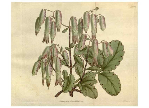 Reproducción/Reproduction 34783679520: Curtis's botanical magazine.. London ; New York [etc.] :Academic Press [etc.]