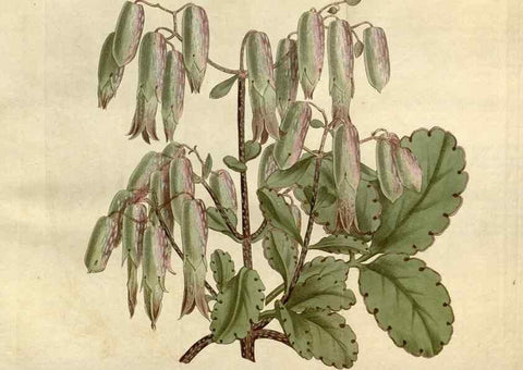 Reproducción/Reproduction 34783679520: Curtis's botanical magazine.. London ; New York [etc.] :Academic Press [etc.]