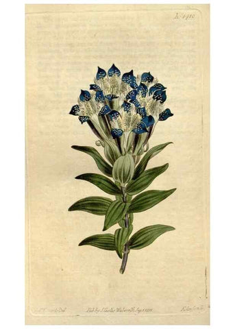 Reproducción/Reproduction 35005302152: Curtis's botanical magazine.. London ; New York [etc.] :Academic Press [etc.]