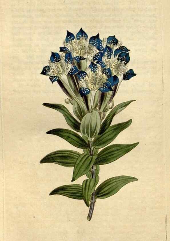 Reproducción/Reproduction 35005302152: Curtis's botanical magazine.. London ; New York [etc.] :Academic Press [etc.]
