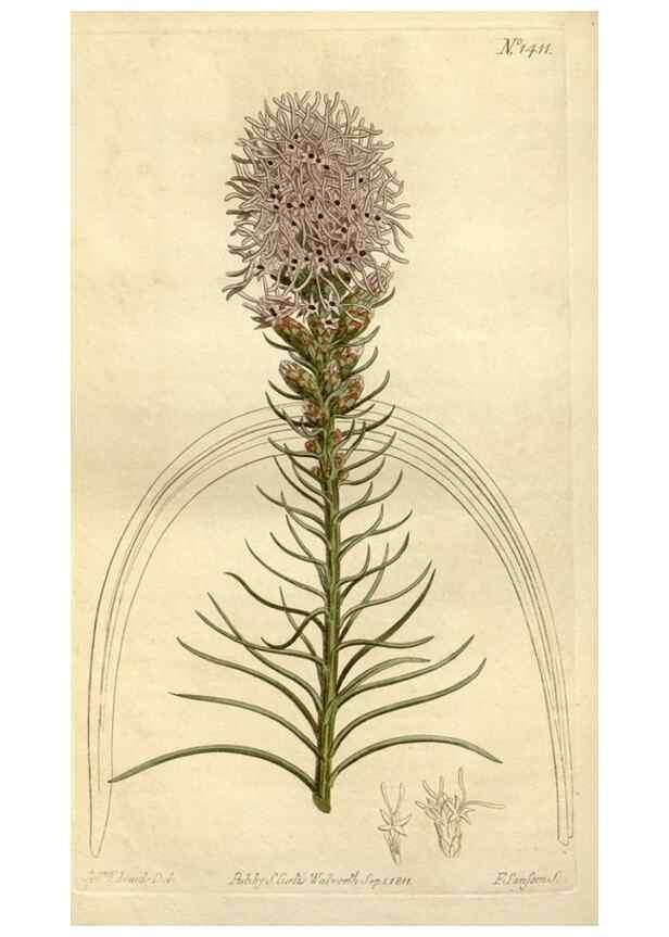 Reproducción/Reproduction 34783684880: Curtis's botanical magazine.. London ; New York [etc.] :Academic Press [etc.]