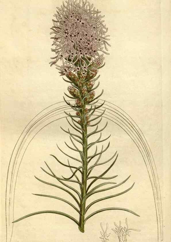 Reproducción/Reproduction 34783684880: Curtis's botanical magazine.. London ; New York [etc.] :Academic Press [etc.]
