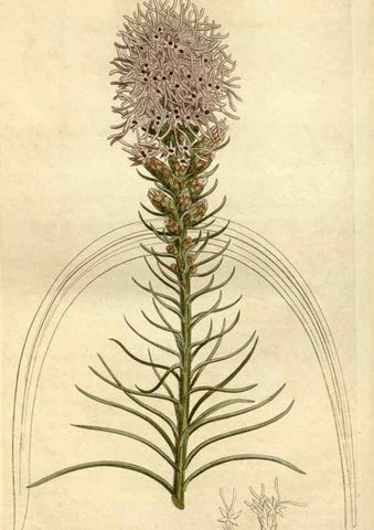 Reproducción/Reproduction 34783684880: Curtis's botanical magazine.. London ; New York [etc.] :Academic Press [etc.]