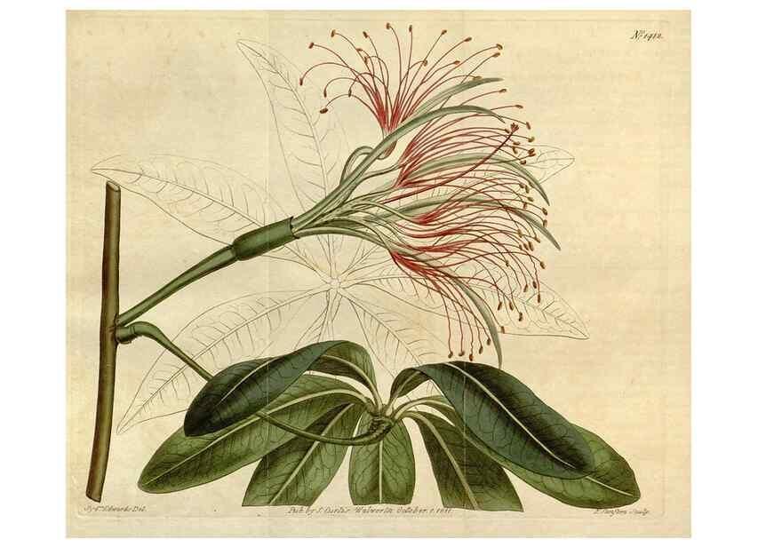 Reproducción/Reproduction 34783687100: Curtis's botanical magazine.. London ; New York [etc.] :Academic Press [etc.]