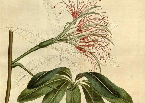 Reproducción/Reproduction 34783687100: Curtis's botanical magazine.. London ; New York [etc.] :Academic Press [etc.]
