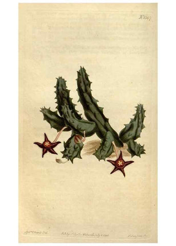 Reproducción/Reproduction 35170284965: Curtis's botanical magazine.. London ; New York [etc.] :Academic Press [etc.]