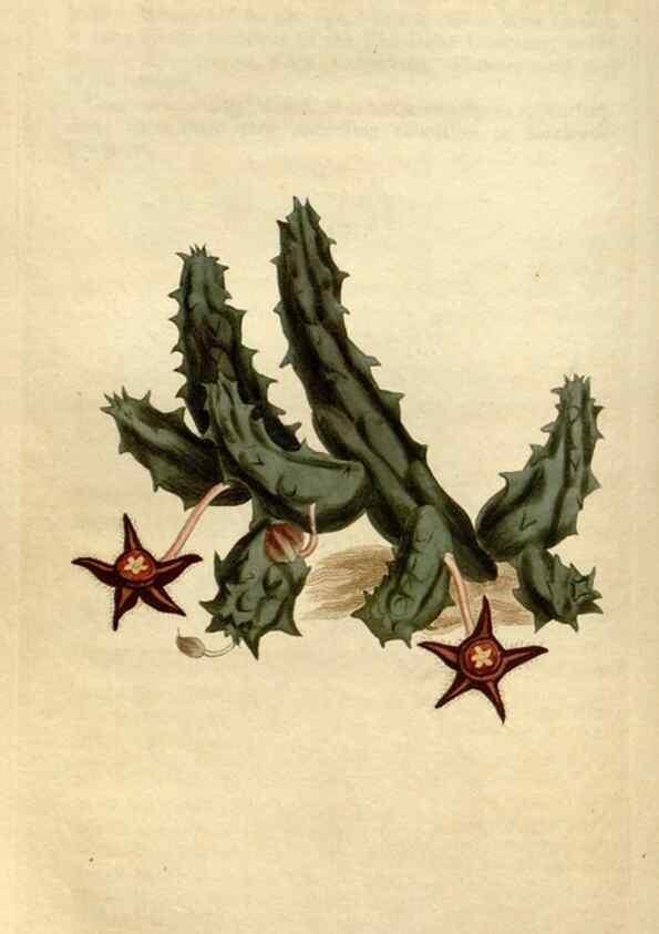 Reproducción/Reproduction 35170284965: Curtis's botanical magazine.. London ; New York [etc.] :Academic Press [etc.]