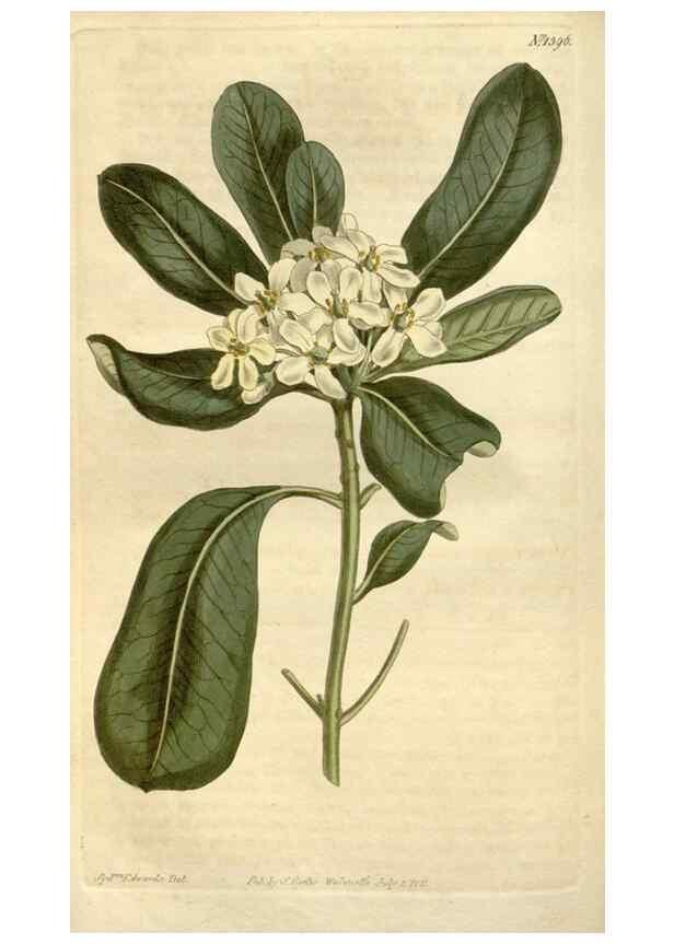 Reproducción/Reproduction 35170282315: Curtis's botanical magazine.. London ; New York [etc.] :Academic Press [etc.]