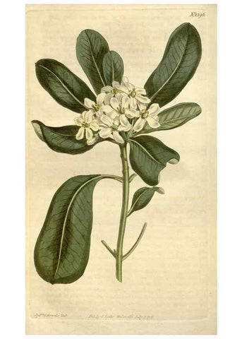 Reproducción/Reproduction 35170282315: Curtis's botanical magazine.. London ; New York [etc.] :Academic Press [etc.]