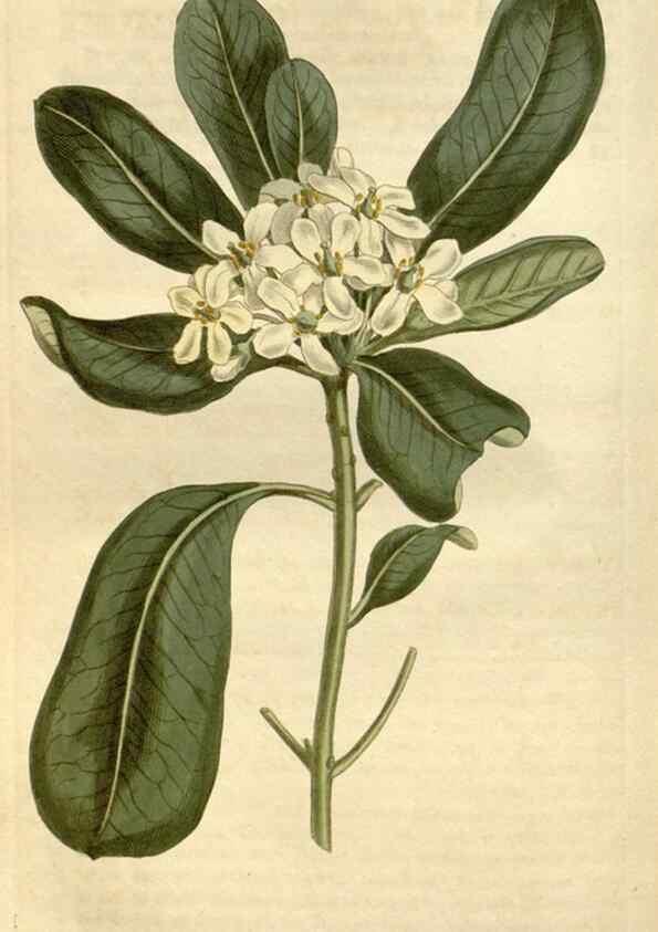 Reproducción/Reproduction 35170282315: Curtis's botanical magazine.. London ; New York [etc.] :Academic Press [etc.]