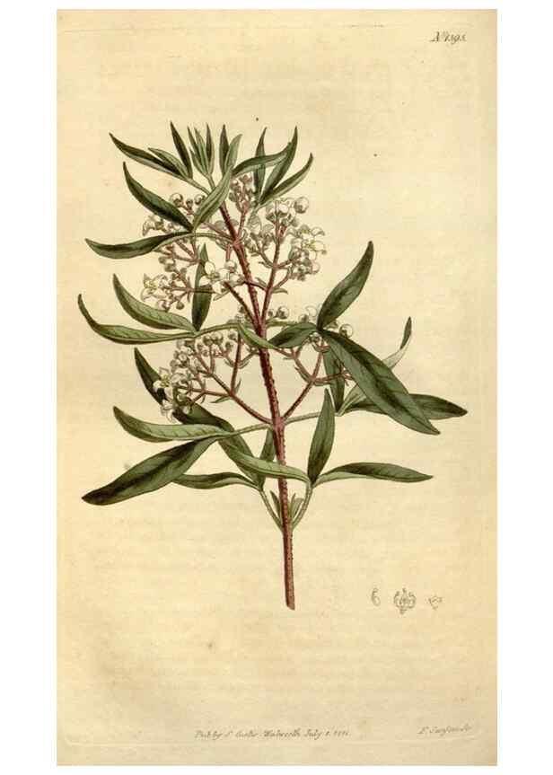 Reproducción/Reproduction 34360610623: Curtis's botanical magazine.. London ; New York [etc.] :Academic Press [etc.]