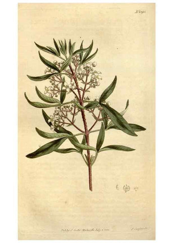 Reproducción/Reproduction 34360610623: Curtis's botanical magazine.. London ; New York [etc.] :Academic Press [etc.]