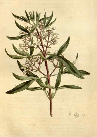 Reproducción/Reproduction 34360610623: Curtis's botanical magazine.. London ; New York [etc.] :Academic Press [etc.]