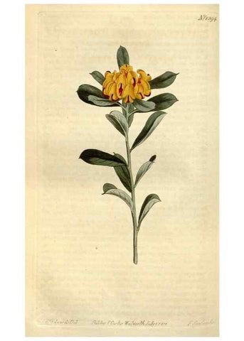 Reproducción/Reproduction 34360608373: Curtis's botanical magazine.. London ; New York [etc.] :Academic Press [etc.]