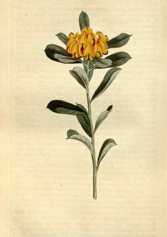 Reproducción/Reproduction 34360608373: Curtis's botanical magazine.. London ; New York [etc.] :Academic Press [etc.]