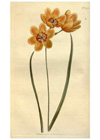 Reproducción/Reproduction 35130228076: Curtis's botanical magazine.. London ; New York [etc.] :Academic Press [etc.]
