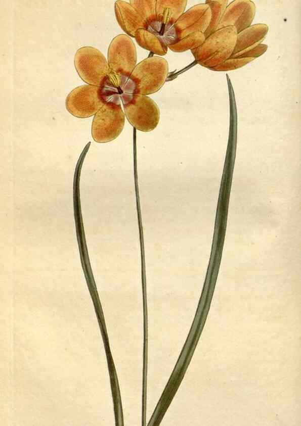 Reproducción/Reproduction 35130228076: Curtis's botanical magazine.. London ; New York [etc.] :Academic Press [etc.]
