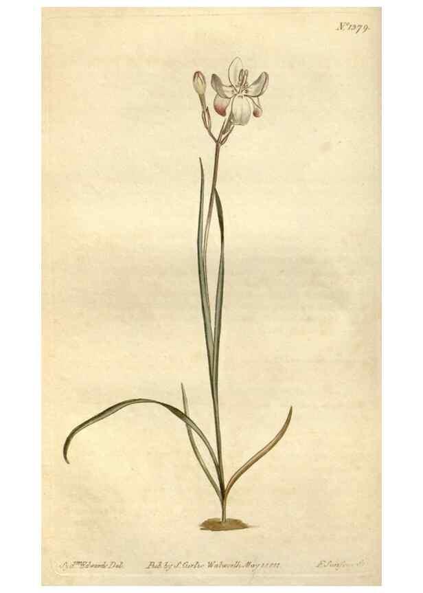 Reproducción/Reproduction 35130230796: Curtis's botanical magazine.. London ; New York [etc.] :Academic Press [etc.]