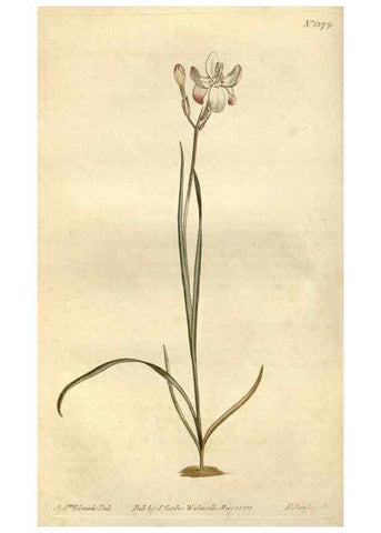Reproducción/Reproduction 35130230796: Curtis's botanical magazine.. London ; New York [etc.] :Academic Press [etc.]