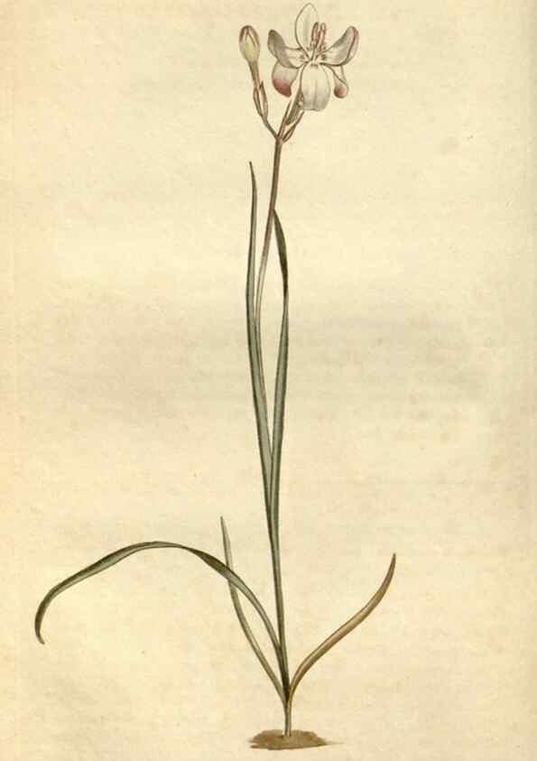 Reproducción/Reproduction 35130230796: Curtis's botanical magazine.. London ; New York [etc.] :Academic Press [etc.]