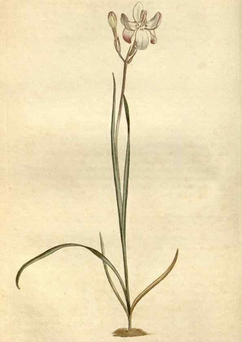 Reproducción/Reproduction 35130230796: Curtis's botanical magazine.. London ; New York [etc.] :Academic Press [etc.]