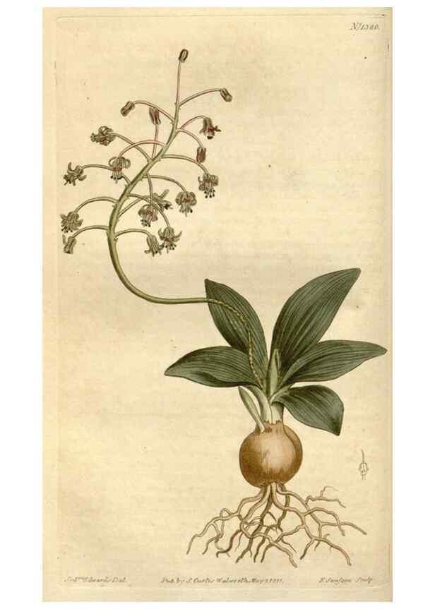 Reproducción/Reproduction 35005249342: Curtis's botanical magazine.. London ; New York [etc.] :Academic Press [etc.]