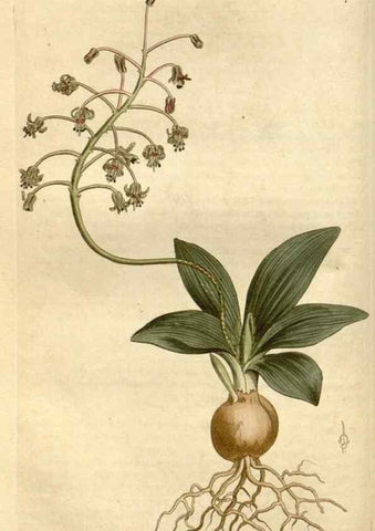 Reproducción/Reproduction 35005249342: Curtis's botanical magazine.. London ; New York [etc.] :Academic Press [etc.]