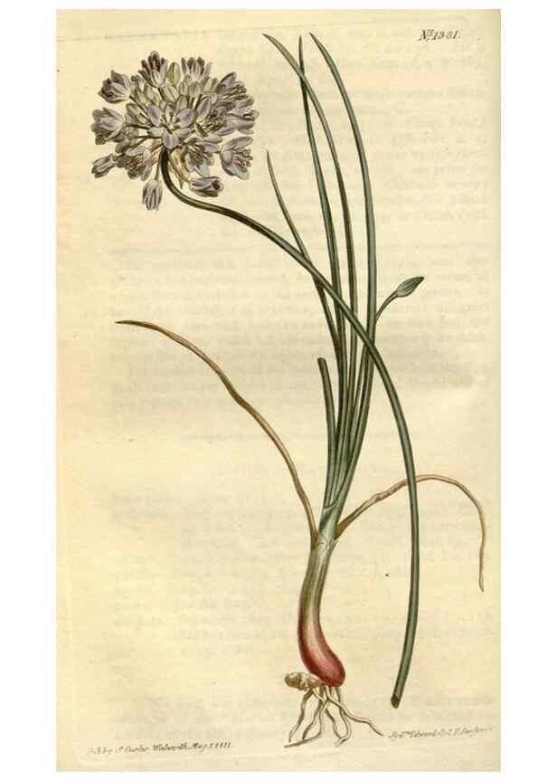 Reproducción/Reproduction 35005251512: Curtis's botanical magazine.. London ; New York [etc.] :Academic Press [etc.]