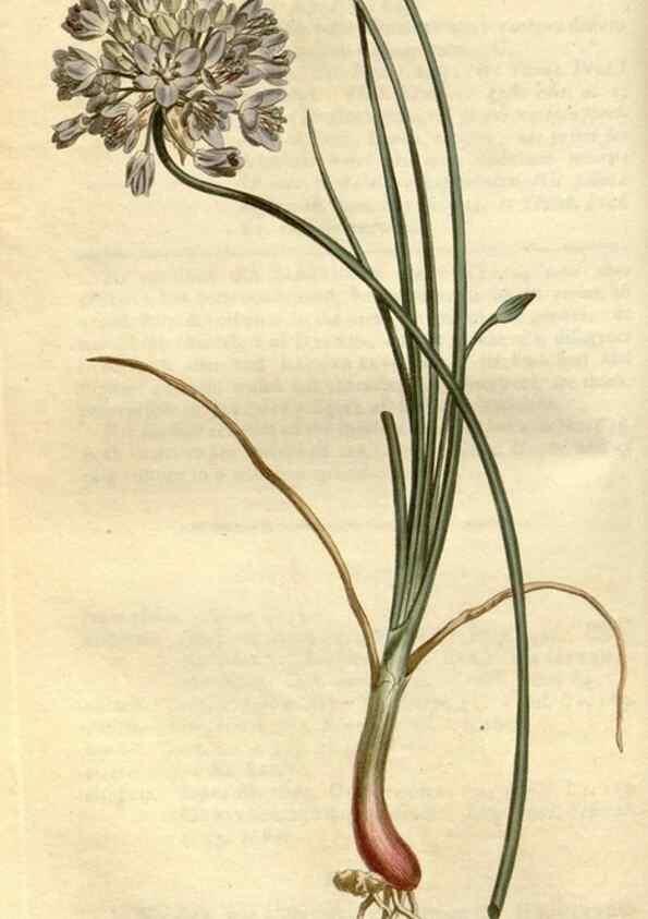 Reproducción/Reproduction 35005251512: Curtis's botanical magazine.. London ; New York [etc.] :Academic Press [etc.]