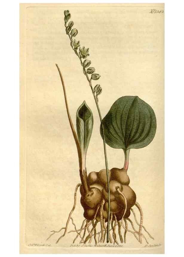 Reproducción/Reproduction 35005253652: Curtis's botanical magazine.. London ; New York [etc.] :Academic Press [etc.]