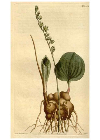 Reproducción/Reproduction 35005253652: Curtis's botanical magazine.. London ; New York [etc.] :Academic Press [etc.]