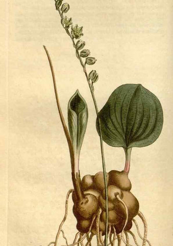 Reproducción/Reproduction 35005253652: Curtis's botanical magazine.. London ; New York [etc.] :Academic Press [etc.]