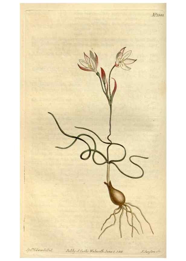 Reproducción/Reproduction 35130241556: Curtis's botanical magazine.. London ; New York [etc.] :Academic Press [etc.]