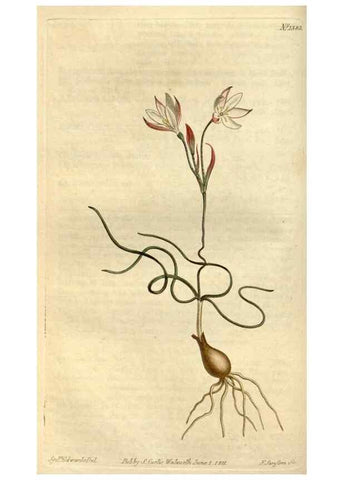 Reproducción/Reproduction 35130241556: Curtis's botanical magazine.. London ; New York [etc.] :Academic Press [etc.]